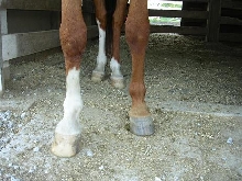 hoof distortion