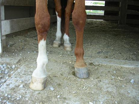 hoof distortion