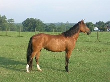 Dina right side