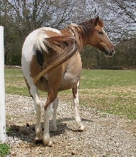 Prego Porcy #2 /1