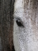 Twos' eye shot