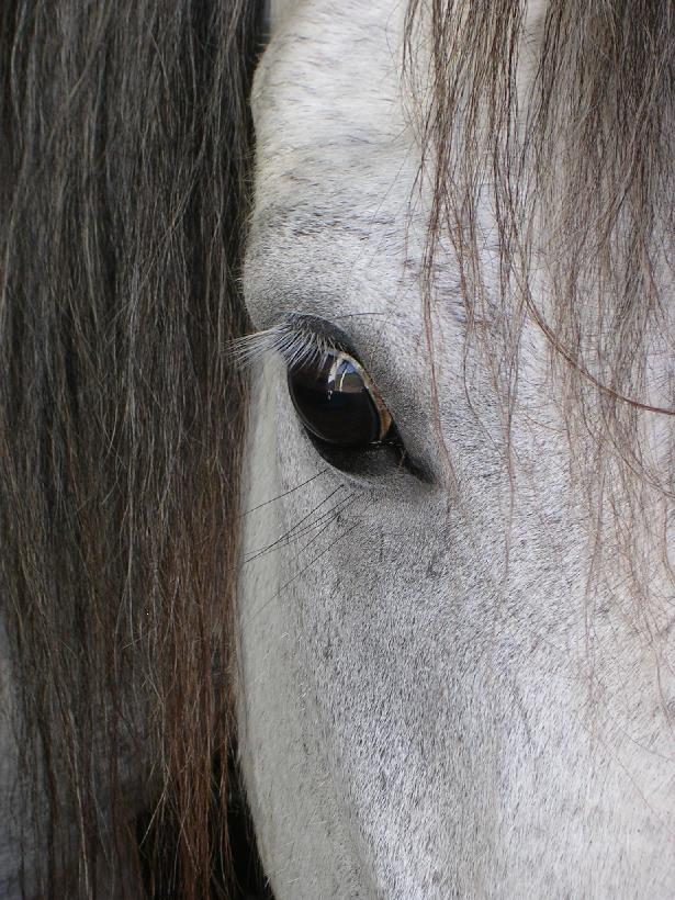 Twos' eye shot