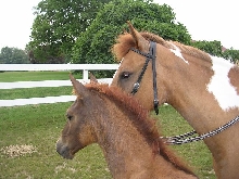 Porcy and Pluma