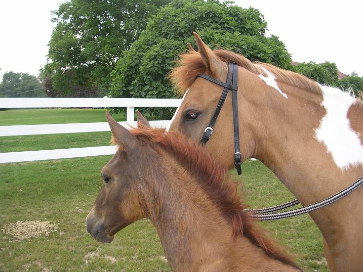 Porcy and Pluma
