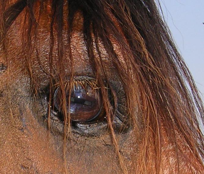 Carlos eye shot