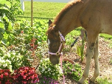 new halter