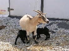 we have twins