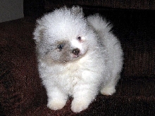 Pom Puppy