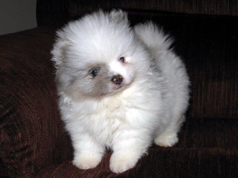 Pom Puppy