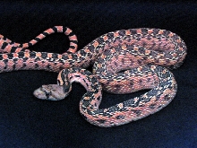Great Basin Gopher Snake