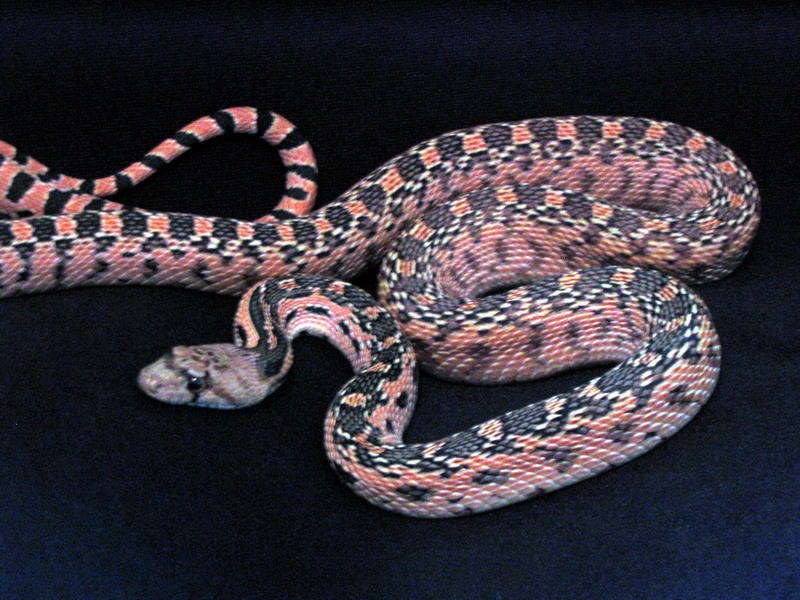 Great Basin Gopher Snake