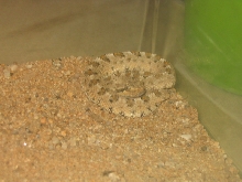 Mojave Desert Sidewinder