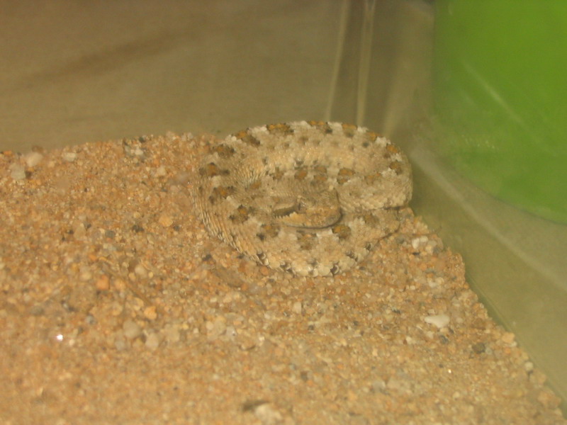 Mojave Desert Sidewinder