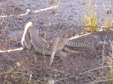 Desert Iguanas "in the wild"