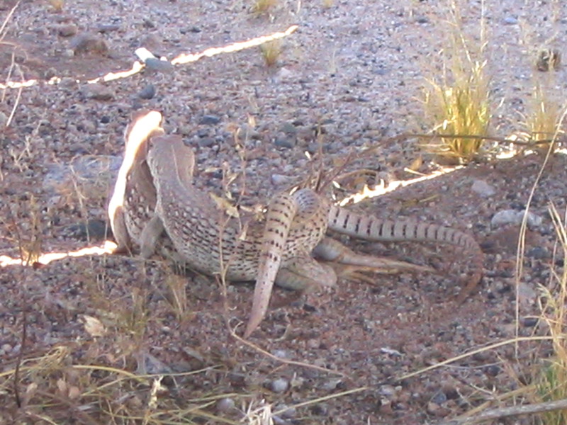Desert Iguanas "in the wild"