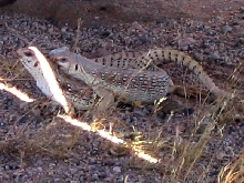 Desert Iguanas "in the wild"