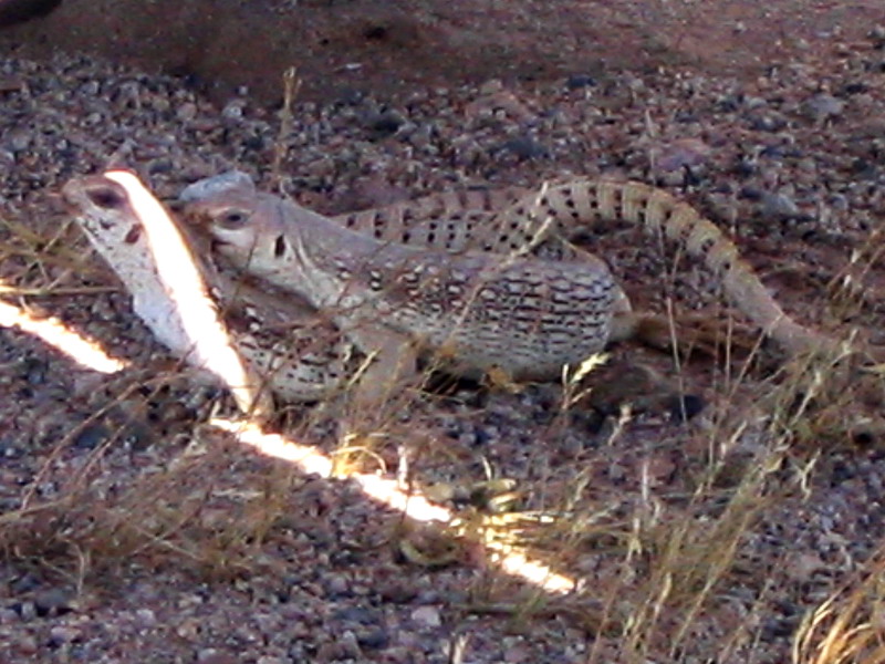 Desert Iguanas "in the wild"
