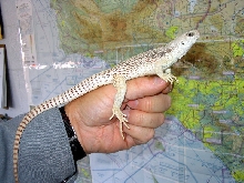 Desert Iguana