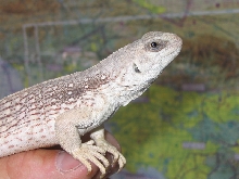 Desert Iguana