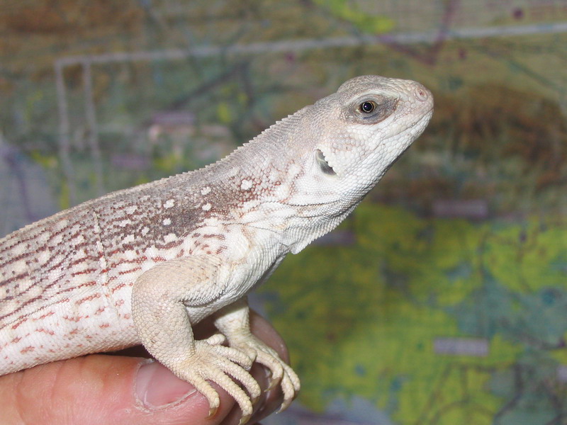 Desert Iguana