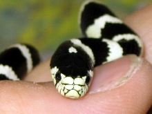 California Kingsnake
