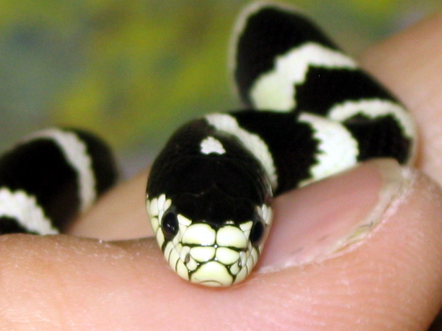 California Kingsnake