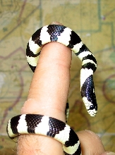 California Kingsnake