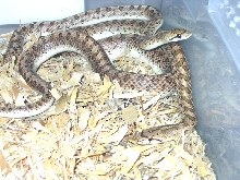 Glossy Snakes