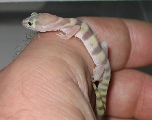 Banded Gecko