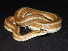 Rosy Boa