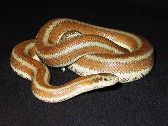 Rosy Boa
