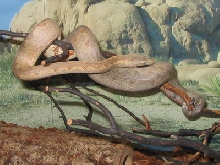 Candoia