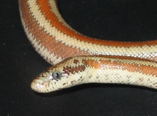 Desert Rosy Boa