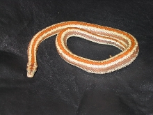 Desert Rosy Boa