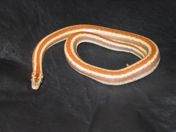 Desert Rosy Boa
