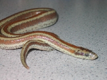 Desert Rosy Boa