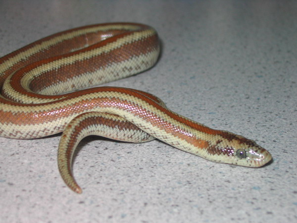 Desert Rosy Boa