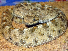 Mojave Desert Sidewinder