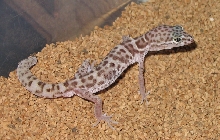 Banded Gecko