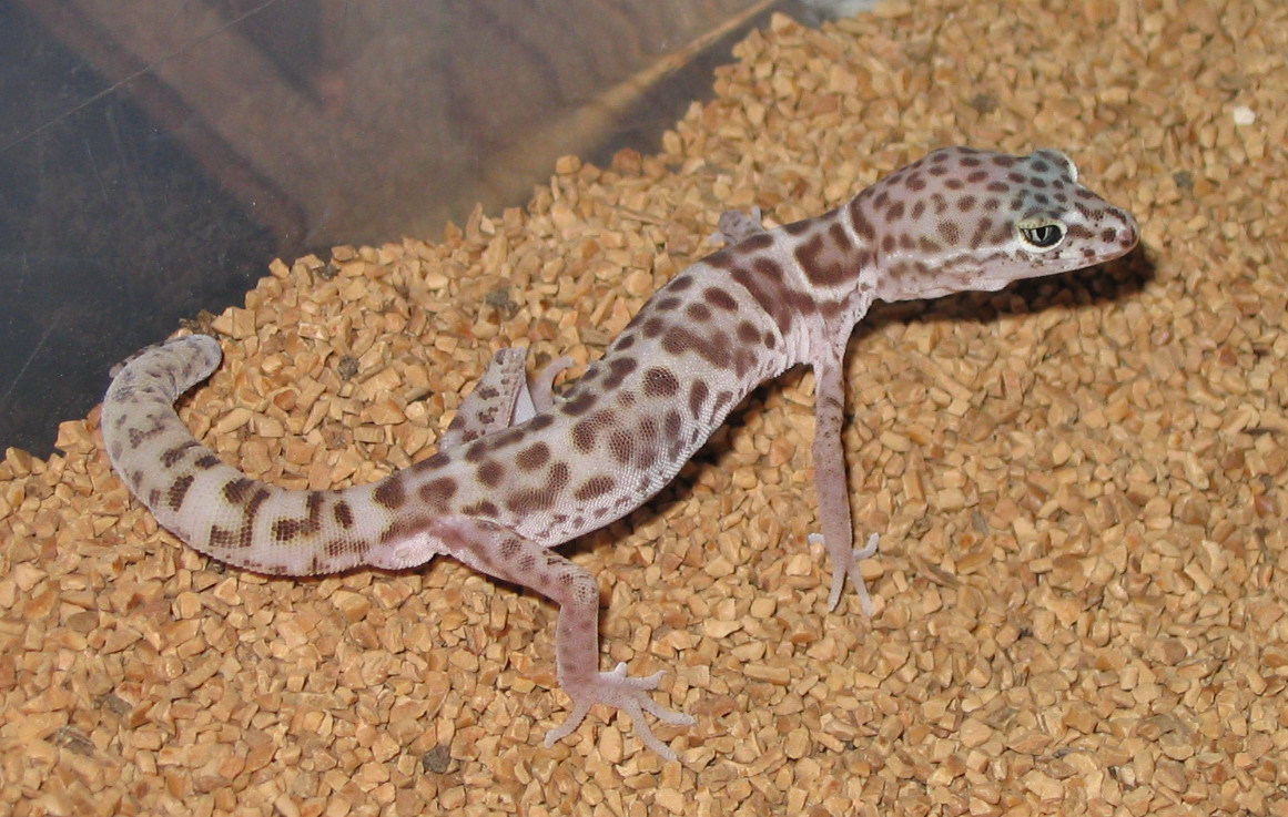 Banded Gecko