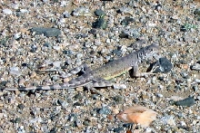 Zebra-tailed Lizard