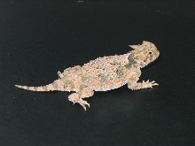 Desert Horned Lizard