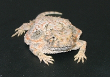 Desert Horned Lizard