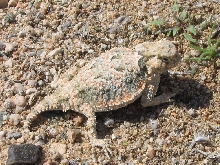 Desert Horned Lizard