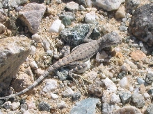 Zebra-tailed Lizard