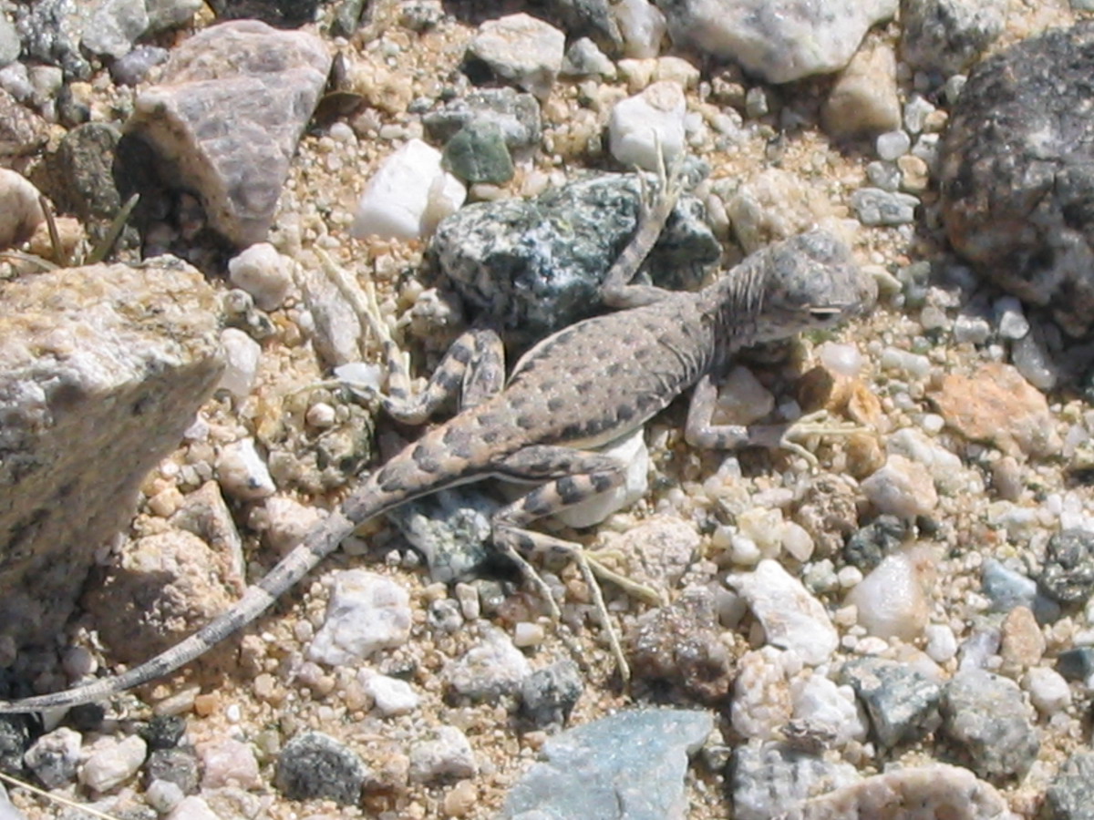 Zebra-tailed Lizard