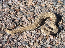 Mojave Desert Sidewinder