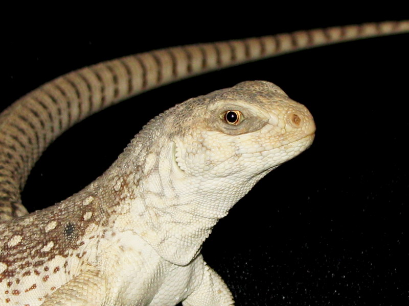 Desert Iguana