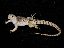 Desert Iguana