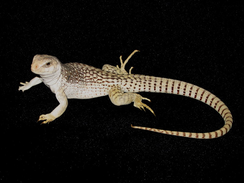 Desert Iguana